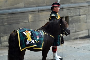 Corporal Mark Wilkinson, Shetland Pony Mascot Cruachan IV, Argyll and Sutherland Highlanders - Farewell Parade Stirling 2013