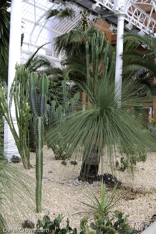 Cacti at Winter Gardens - Victorian Glasshouse, Glasgow Green, Scotland