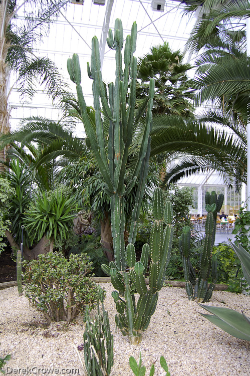 Cacti at Winter Gardens - Victorian Glasshouse, Glasgow Green, Scotland