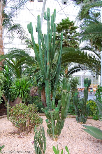 Cacti at Winter Gardens - Victorian Glasshouse, Glasgow Green, Scotland