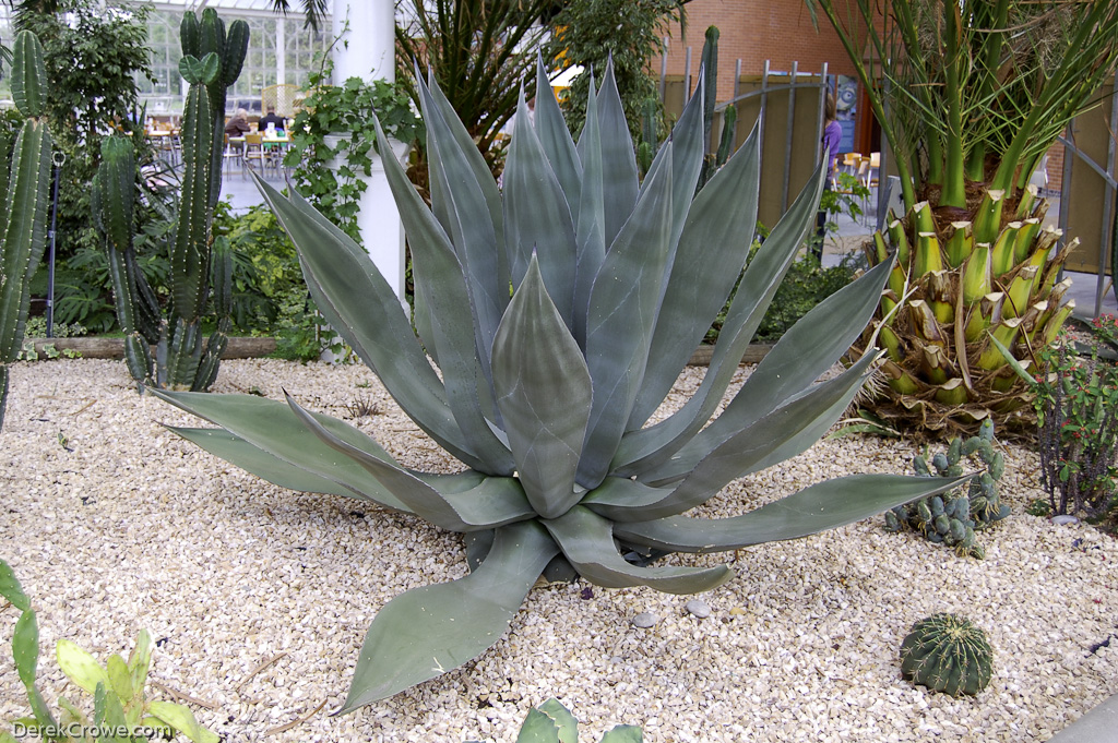 Cacti at Winter Gardens, Glasgow Green, Glasgow